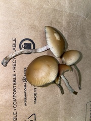 Psilocybe allenii