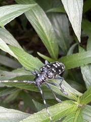 Anoplophora chinensis