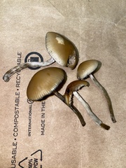 Psilocybe allenii