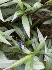 Anoplophora chinensis