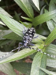 Anoplophora chinensis