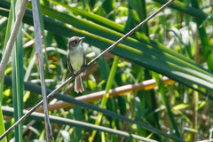 Empidonax albigularis