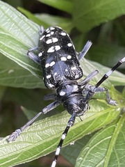 Anoplophora chinensis