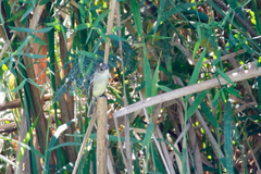 Empidonax albigularis