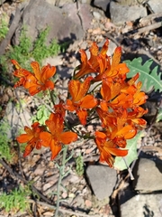 Alstroemeria ligtu