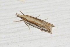Crambus saltuellus