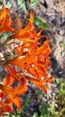Alstroemeria ligtu