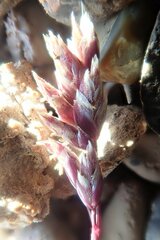 Poa abbreviata