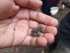 Lithobates brownorum
