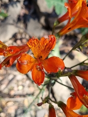 Alstroemeria ligtu