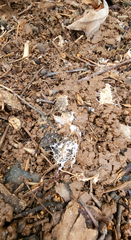 Polycephalomyces tomentosus