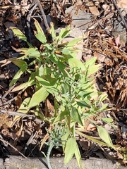 Alstroemeria ligtu