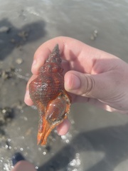 Triplofusus giganteus