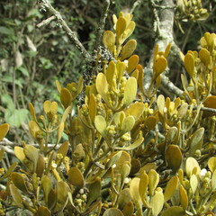 Dendrophthora clavata