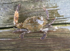 Charybdis hellerii