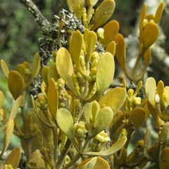 Dendrophthora clavata