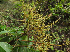 Meliosma pinnata