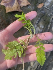 Rorippa sessiliflora