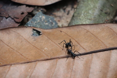 Polyrhachis armata