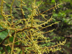 Meliosma pinnata