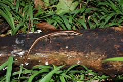 Marisora lineola