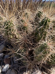 Echinocereus enneacanthus enneacanthus