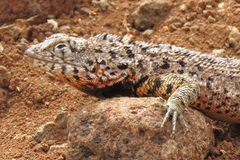 Microlophus indefatigabilis