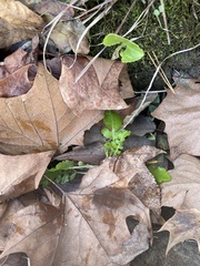 Rorippa sessiliflora