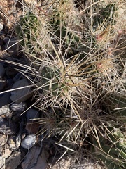 Echinocereus enneacanthus enneacanthus