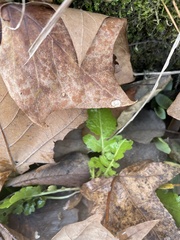 Rorippa sessiliflora