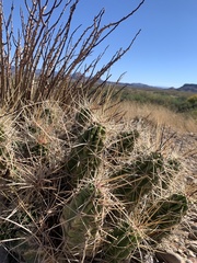 Echinocereus enneacanthus enneacanthus