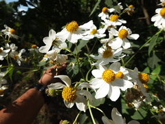 Montanoa grandiflora