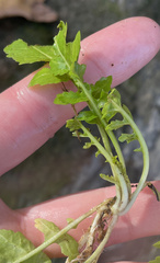 Rorippa sessiliflora