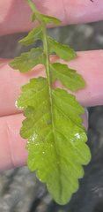 Rorippa sessiliflora