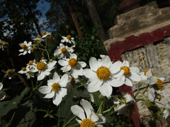 Montanoa grandiflora