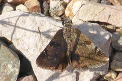Erynnis marloyi