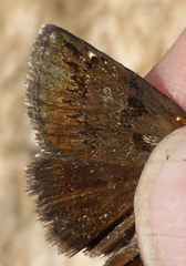 Erynnis marloyi