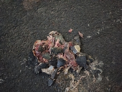 Melanochelys trijuga