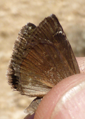 Erynnis marloyi