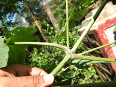 Montanoa grandiflora