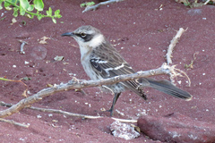 Mimus parvulus