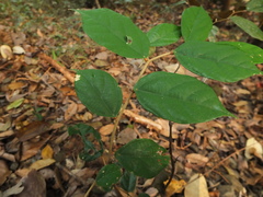 Pterospermum reticulatum