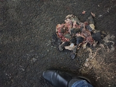 Melanochelys trijuga