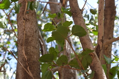 Azara petiolaris