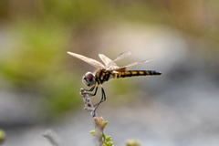 Macrodiplax