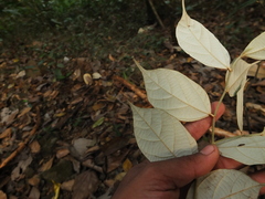 Pterospermum reticulatum