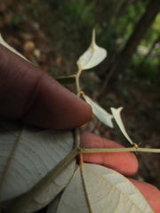 Pterospermum reticulatum