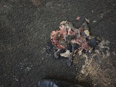 Melanochelys trijuga