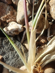 Poa abbreviata