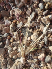 Poa abbreviata